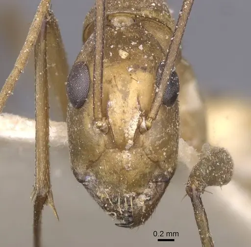 Camponotus maculatus specimen CASENT0911977 image casent0911977_2