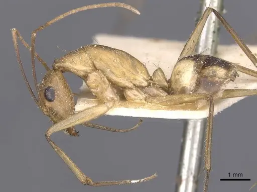 Camponotus maculatus specimen CASENT0911977 image casent0911977_3