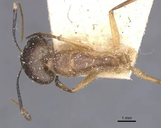 Camponotus maculatus specimen CASENT0911978 image casent0911978_1