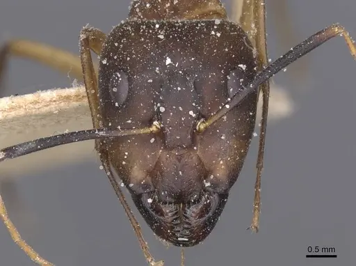 Camponotus maculatus specimen CASENT0911978 image casent0911978_2