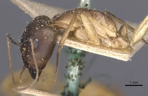 Camponotus maculatus specimen CASENT0911978 image casent0911978_3