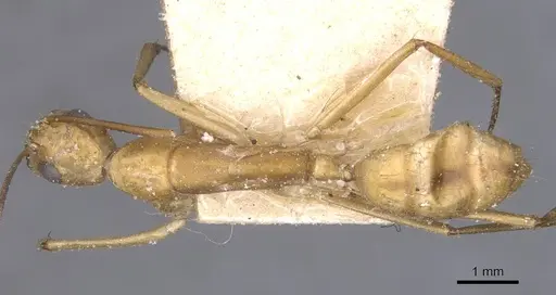 Camponotus maculatus specimen CASENT0911979 image casent0911979_1