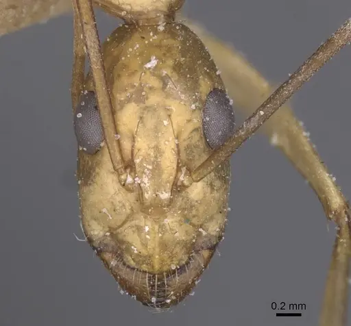 Camponotus maculatus specimen CASENT0911979 image casent0911979_2