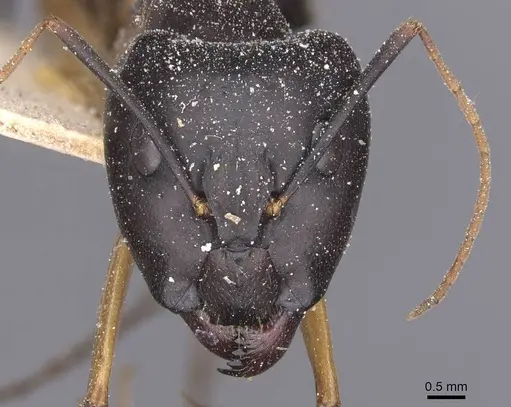 Camponotus maculatus specimen CASENT0911980 image casent0911980_2