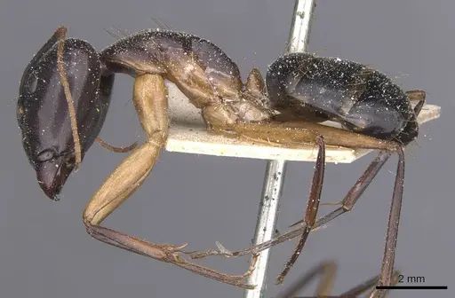 Camponotus maculatus specimen CASENT0911980 image casent0911980_3