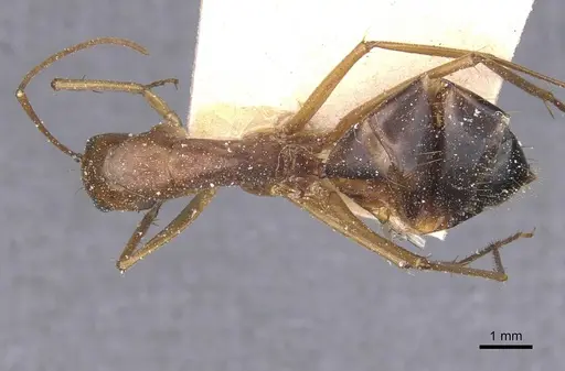Camponotus maculatus specimen CASENT0911981 image casent0911981_1