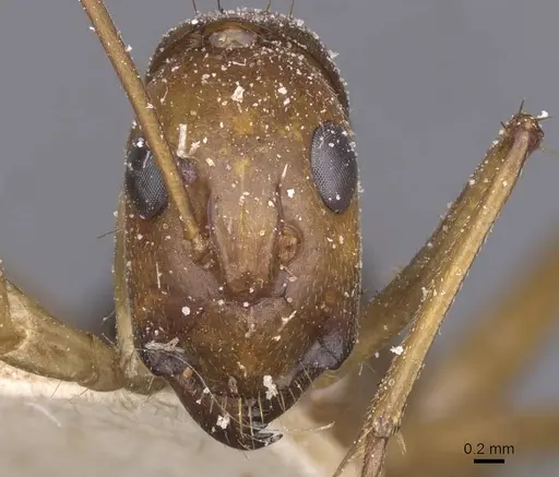 Camponotus maculatus specimen CASENT0911981 image casent0911981_2