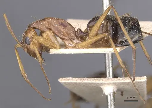 Camponotus maculatus specimen CASENT0911981 image casent0911981_3