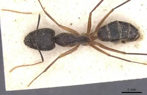 Camponotus maculatus specimen CASENT0911982 image casent0911982_1