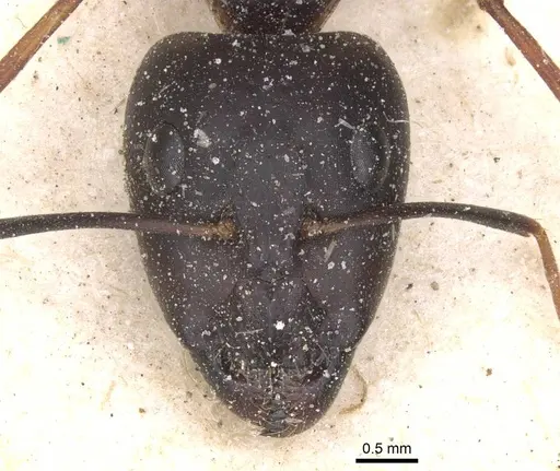 Camponotus maculatus specimen CASENT0911982 image casent0911982_2