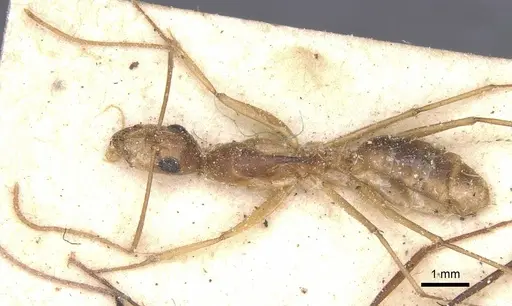 Camponotus maculatus specimen CASENT0911983 image casent0911983_1