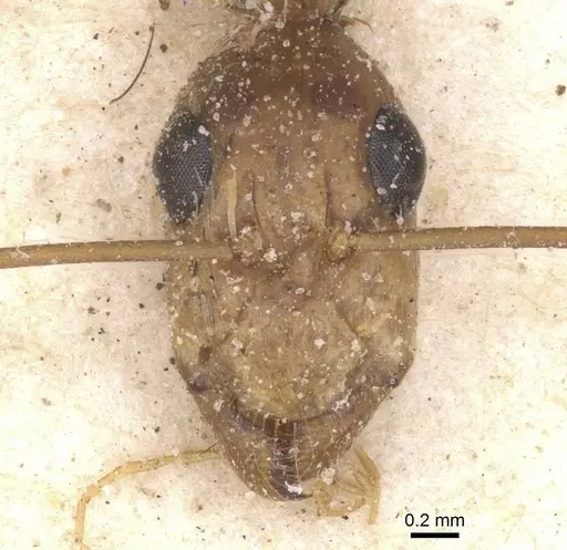 Camponotus maculatus specimen CASENT0911983 image casent0911983_2