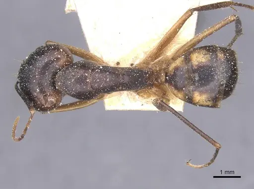 Camponotus maculatus specimen CASENT0911984 image casent0911984_1