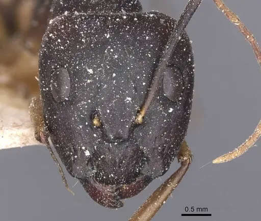 Camponotus maculatus specimen CASENT0911984 image casent0911984_2
