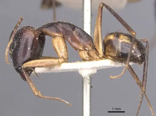 Camponotus maculatus specimen CASENT0911984 image casent0911984_3