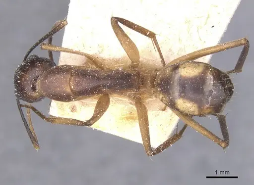 Camponotus maculatus specimen CASENT0911985 image casent0911985_1