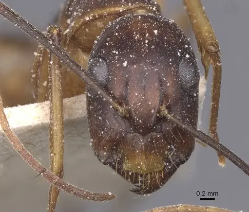 Camponotus maculatus specimen CASENT0911985 image casent0911985_2