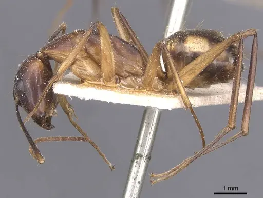 Camponotus maculatus specimen CASENT0911985 image casent0911985_4