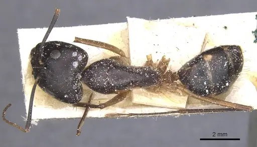 Camponotus maculatus specimen CASENT0911986 image casent0911986_1