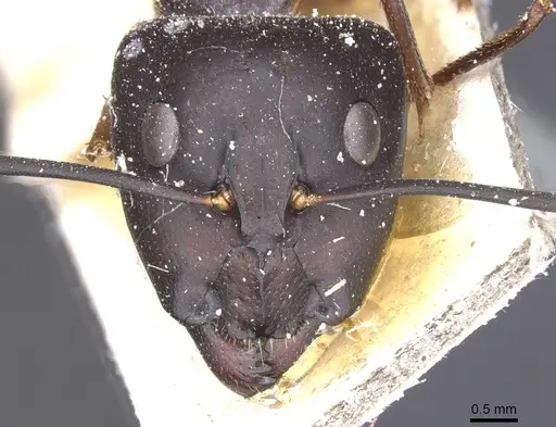 Camponotus maculatus specimen CASENT0911986 image casent0911986_2