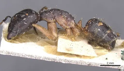 Camponotus maculatus specimen CASENT0911986 image casent0911986_3