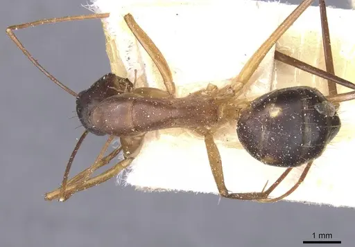 Camponotus maculatus specimen CASENT0911987 image casent0911987_1