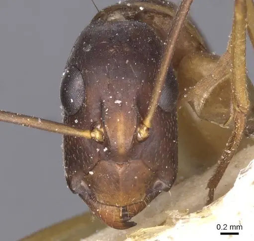 Camponotus maculatus specimen CASENT0911987 image casent0911987_2