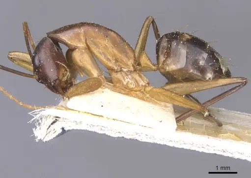 Camponotus maculatus specimen CASENT0911987 image casent0911987_3