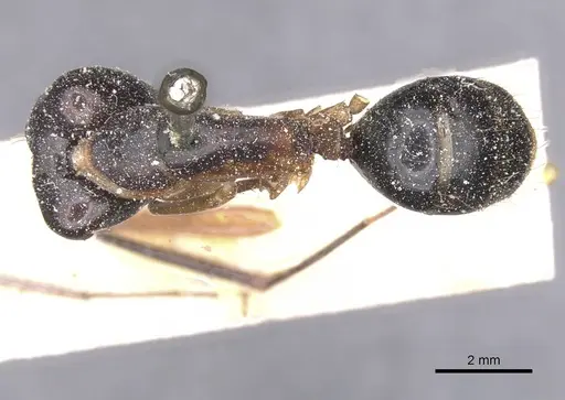 Camponotus maculatus specimen CASENT0911988 image casent0911988_1