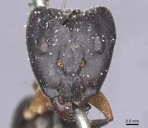 Camponotus maculatus specimen CASENT0911988 image casent0911988_2