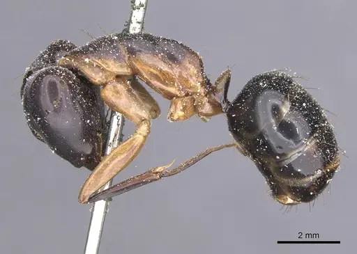 Camponotus maculatus specimen CASENT0911988 image casent0911988_3