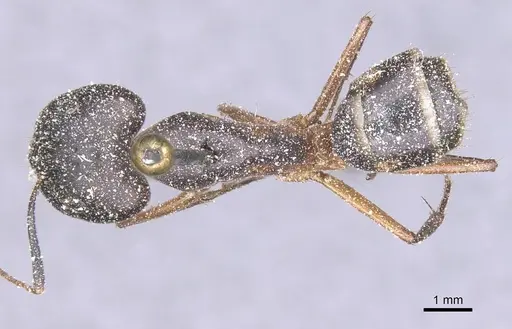 Camponotus maculatus specimen CASENT0911989 image casent0911989_1