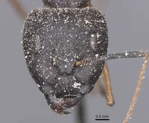 Camponotus maculatus specimen CASENT0911989 image casent0911989_2