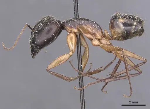 Camponotus maculatus specimen CASENT0911989 image casent0911989_3
