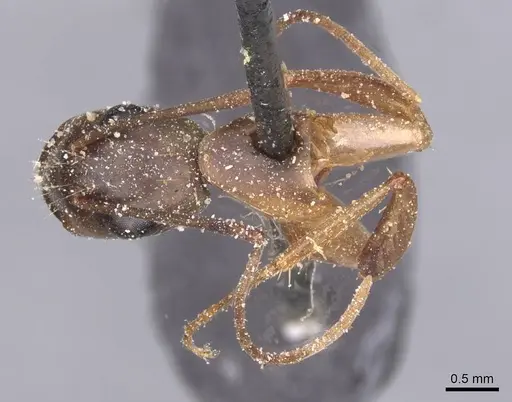 Camponotus maculatus specimen CASENT0911990 image casent0911990_1