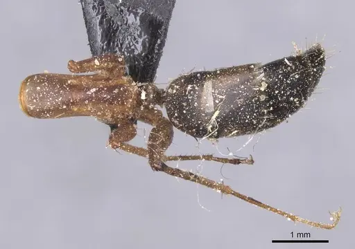 Camponotus maculatus specimen CASENT0911990 image casent0911990_2