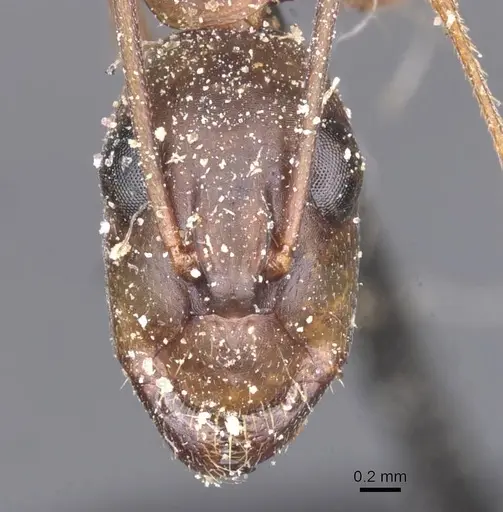 Camponotus maculatus specimen CASENT0911990 image casent0911990_3