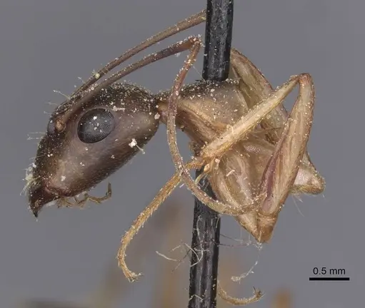Camponotus maculatus specimen CASENT0911990 image casent0911990_4