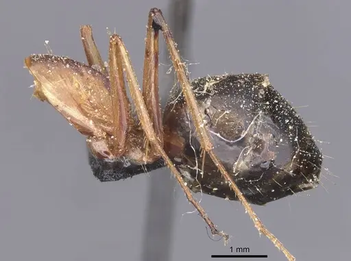 Camponotus maculatus specimen CASENT0911990 image casent0911990_5