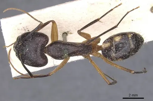 Camponotus maculatus specimen CASENT0911991 image casent0911991_1