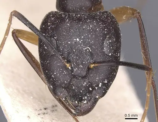 Camponotus maculatus specimen CASENT0911991 image casent0911991_2