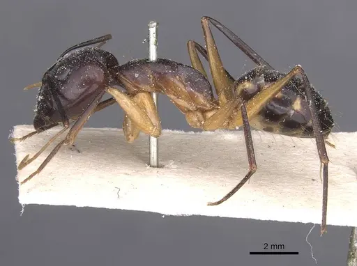 Camponotus maculatus specimen CASENT0911991 image casent0911991_3