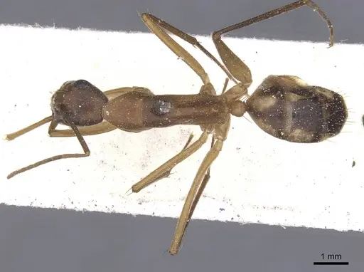 Camponotus maculatus specimen CASENT0911992 image casent0911992_1