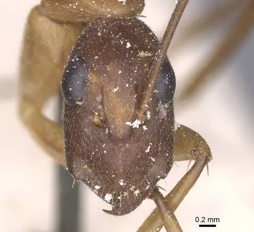 Camponotus maculatus specimen CASENT0911992 image casent0911992_2