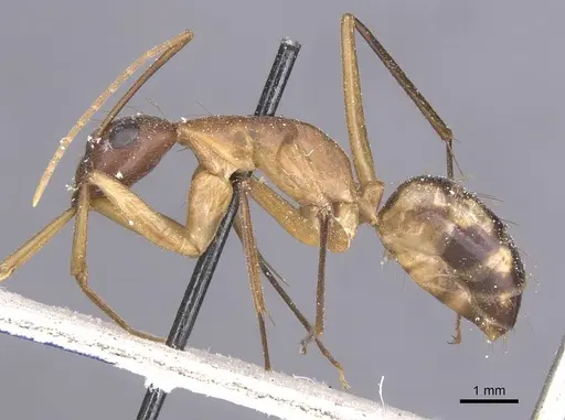 Camponotus maculatus specimen CASENT0911992 image casent0911992_3