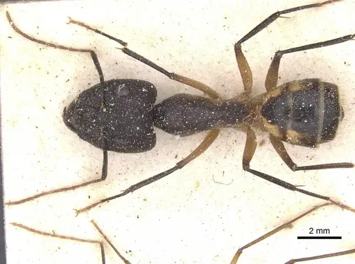 Camponotus maculatus specimen CASENT0911993 image casent0911993_1