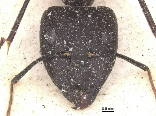 Camponotus maculatus specimen CASENT0911993 image casent0911993_2