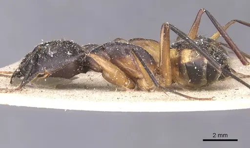 Camponotus maculatus specimen CASENT0911993 image casent0911993_3