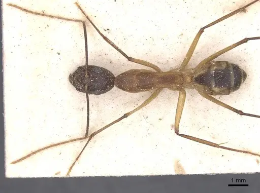 Camponotus maculatus specimen CASENT0911994 image casent0911994_1