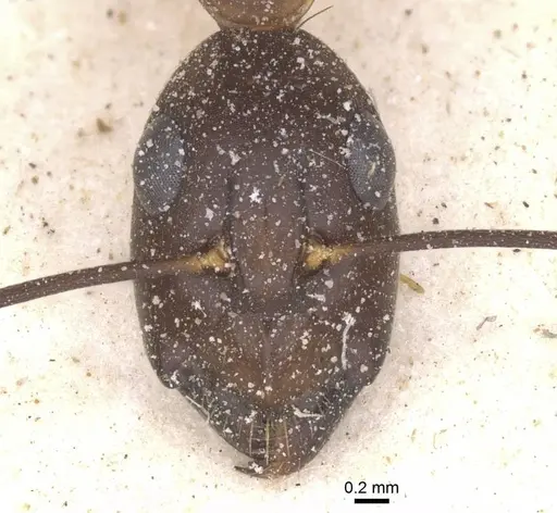 Camponotus maculatus specimen CASENT0911994 image casent0911994_2
